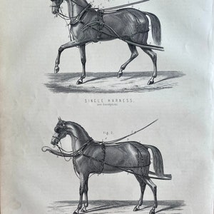 Estampado de caballo, arnés individual y arnés de pareja, Grabado antiguo original grande, Vintage, Grabado de 1880. Tapiz de pared, Decoración