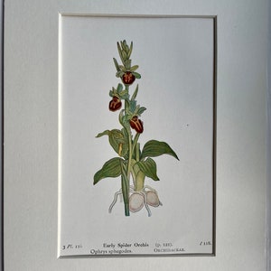 Antiker botanischer Druck der Spinnenorchidee, Edward Step, 1930 Wandbehang Wohnkultur, britische Wildblume