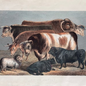 Cattle, Argriculture, Antique print, Vintage, Colour Engraving 1880’s