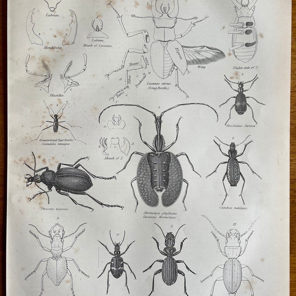 Beetles, Coleoptera,  Antique print, Vintage, Black and White Engraving 1890s, insects