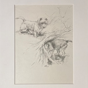 Grand imprimé de chiens terrier, imprimé vintage d’un croquis au stylo et au crayon. 1937. Impression de chien.