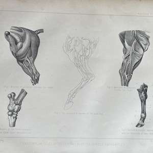 馬の版画、解剖学 - 後肢の骨、筋肉。オリジナルの大型アンティーク版画、ヴィンテージ、1880 年代の彫刻。壁掛け、装飾
