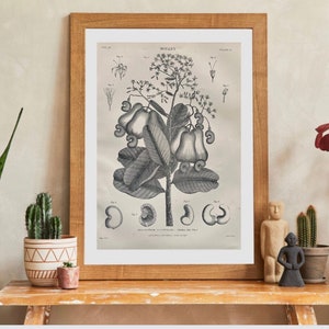 Botanical Print, Cashew nut tree, Botany, Antique, Vintage, Black and White Engraving 1890&#39;s