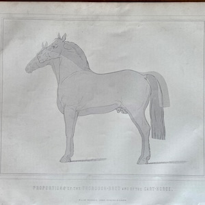 Pferdedruck, Proportionen des Vollblüters und des Wagenpferdes Original großer Antiker Druck, Vintage, Gravur 1880. Wandbehang, Dekor