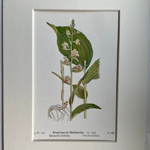 Botanical original print, Antique, Broad-leaved Helleborine by Edward Step, 1930 wall hanging home decor, British Wild Flower