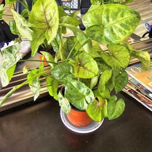Arrowhead plant / Syngonium podophyllum / fully rooted