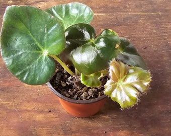 Begonia 'Erthyrhropylla' - Beefsteak Begonia Entièrement enraciné, prêt pour une nouvelle maison