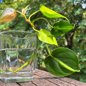 Philodendron Brasil Cutting (one mystery house-plant cutting included)