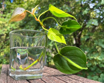 Philodendron Brasil Cutting (one mystery house-plant cutting included)