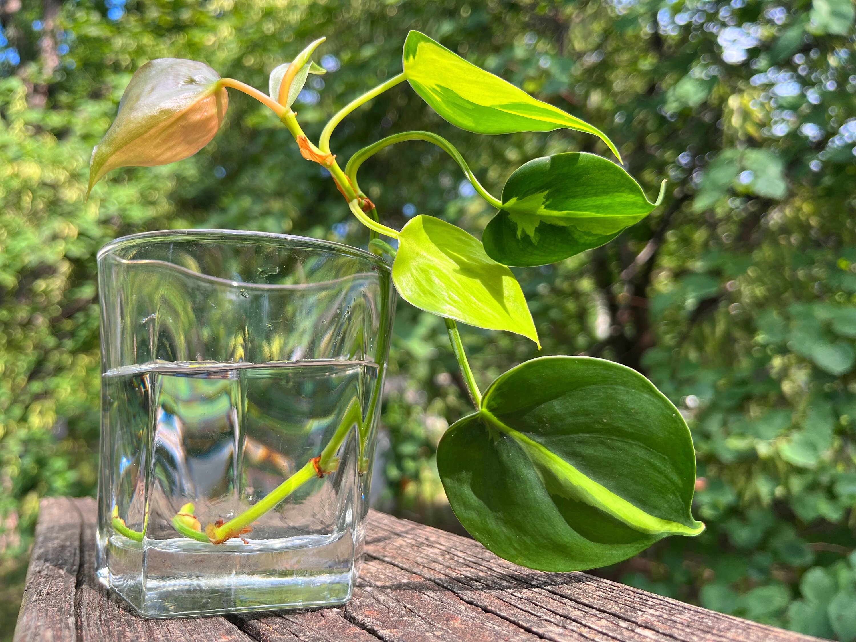 Philodendron Brasil Cutting (one Mystery House-plant Cutting Included) -  Etsy