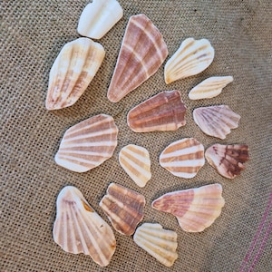 May include: A selection of seashells in diverse forms and dimensions, displaying hues from white to brown and pink. The shells are arranged on a textured, beige fabric backdrop.