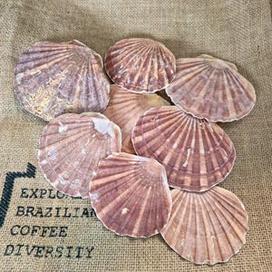 May include: A cluster of scallop shells in pink and brown hues, displayed on a hessian sack. The shells exhibit a ribbed pattern and differ in size. The sack features text that reads "EXPLORE BRAZILIAN COFFEE DIVERSITY."