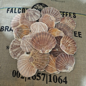 May include: A pile of scallop shells in shades of brown and tan, displayed on a hessian sack. The shells have a fan-like shape with textured ridges. The sack has printed text.