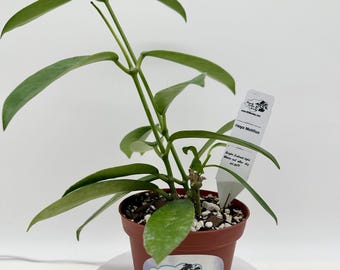 Hoya Meliflua Ssp. Fraterna - Full Heads - Rare Hoya - Live