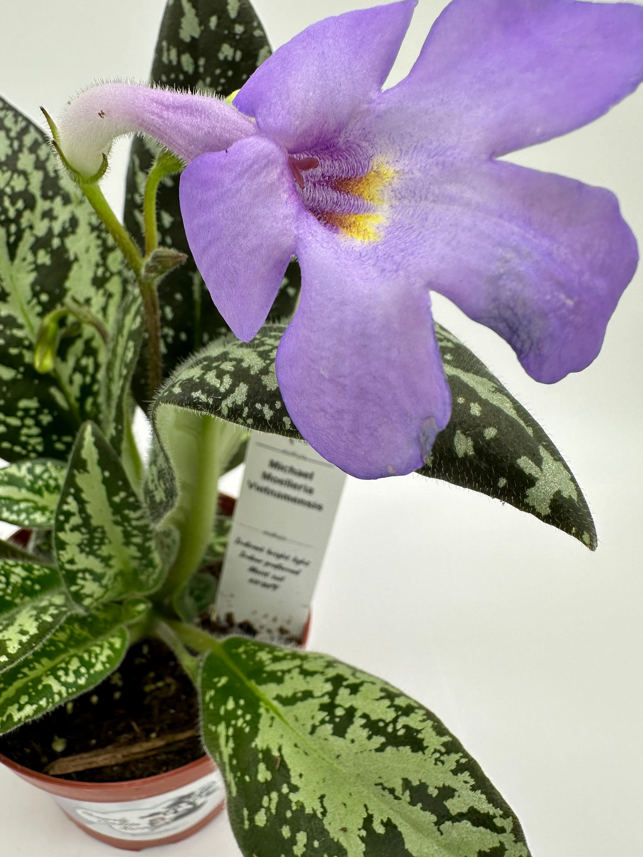 Michaelmoelleria Vietnamensis - Live Plant 4