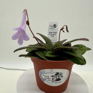 May include: An Asian Violet JV Forever Yung plant in a brown plastic pot. The plant has dark green, textured leaves and a single, light purple, bell-shaped flower with darker purple veins. A white plant tag displays the name and nursery logo.