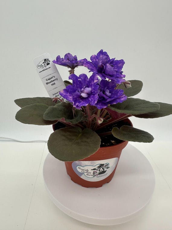 Cajun's Blueberry Hill - Live African Violet 4