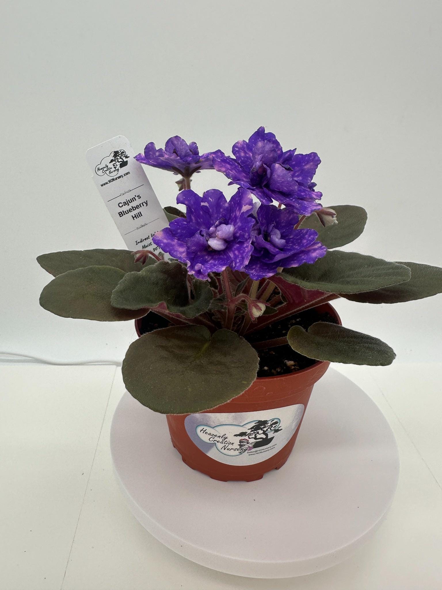 Cajun's Blueberry Hill - Live African Violet 4