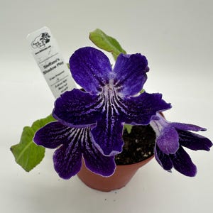 Steffano&#39;s Shadow Play Streptocarpus (Cape Primrose) Live Plant in 4&quot; nursery pot