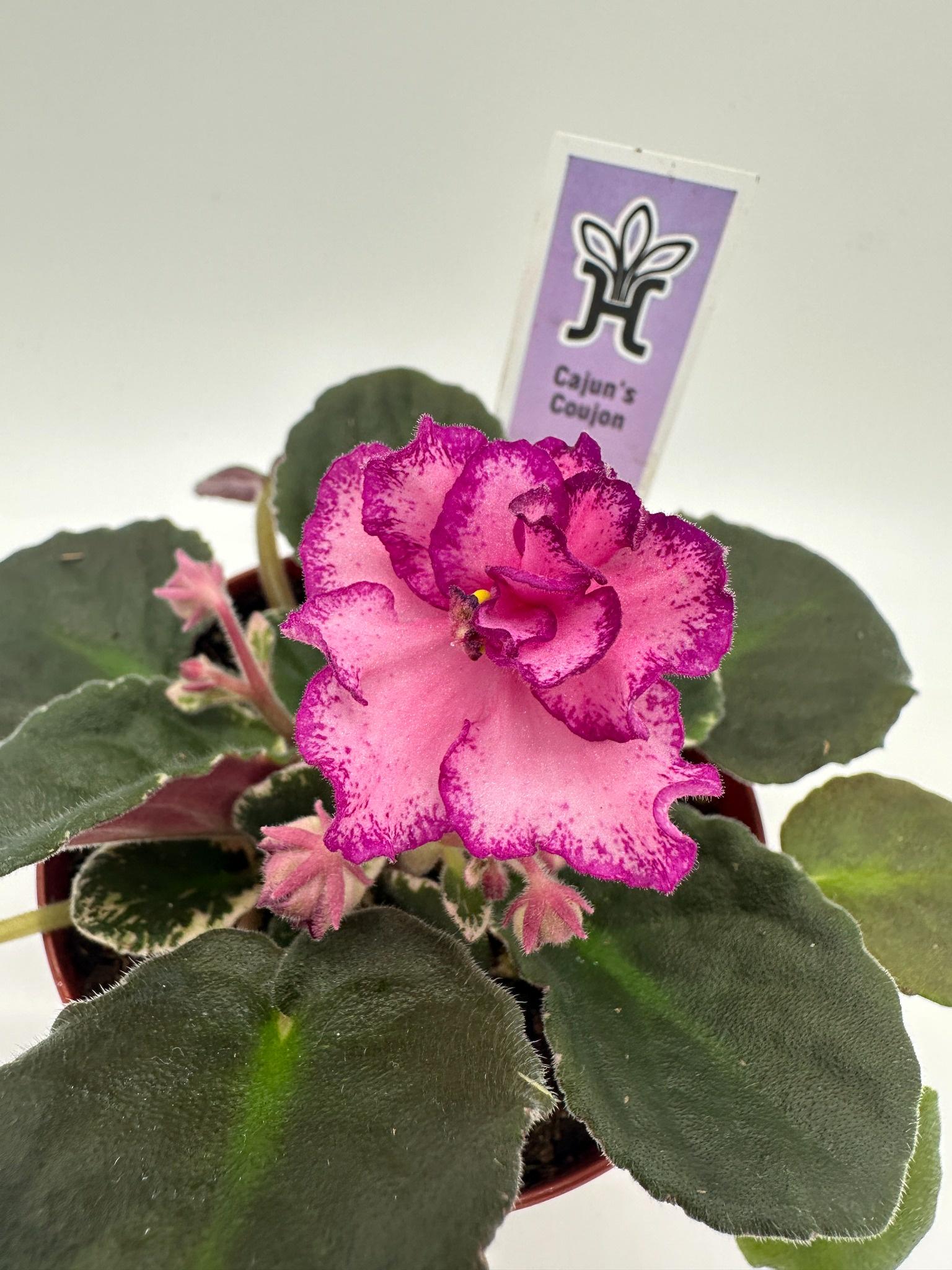 Cajun's Coujon - Live African Violet 4