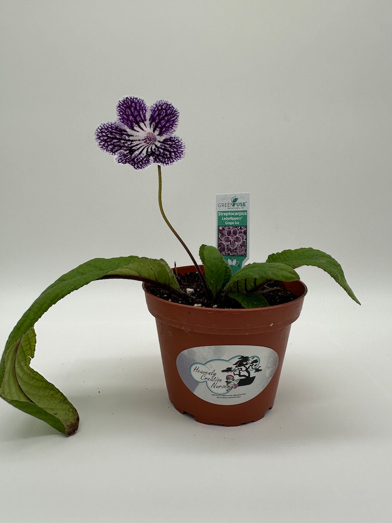 HCNursery Streptocarpus Ladyslipper