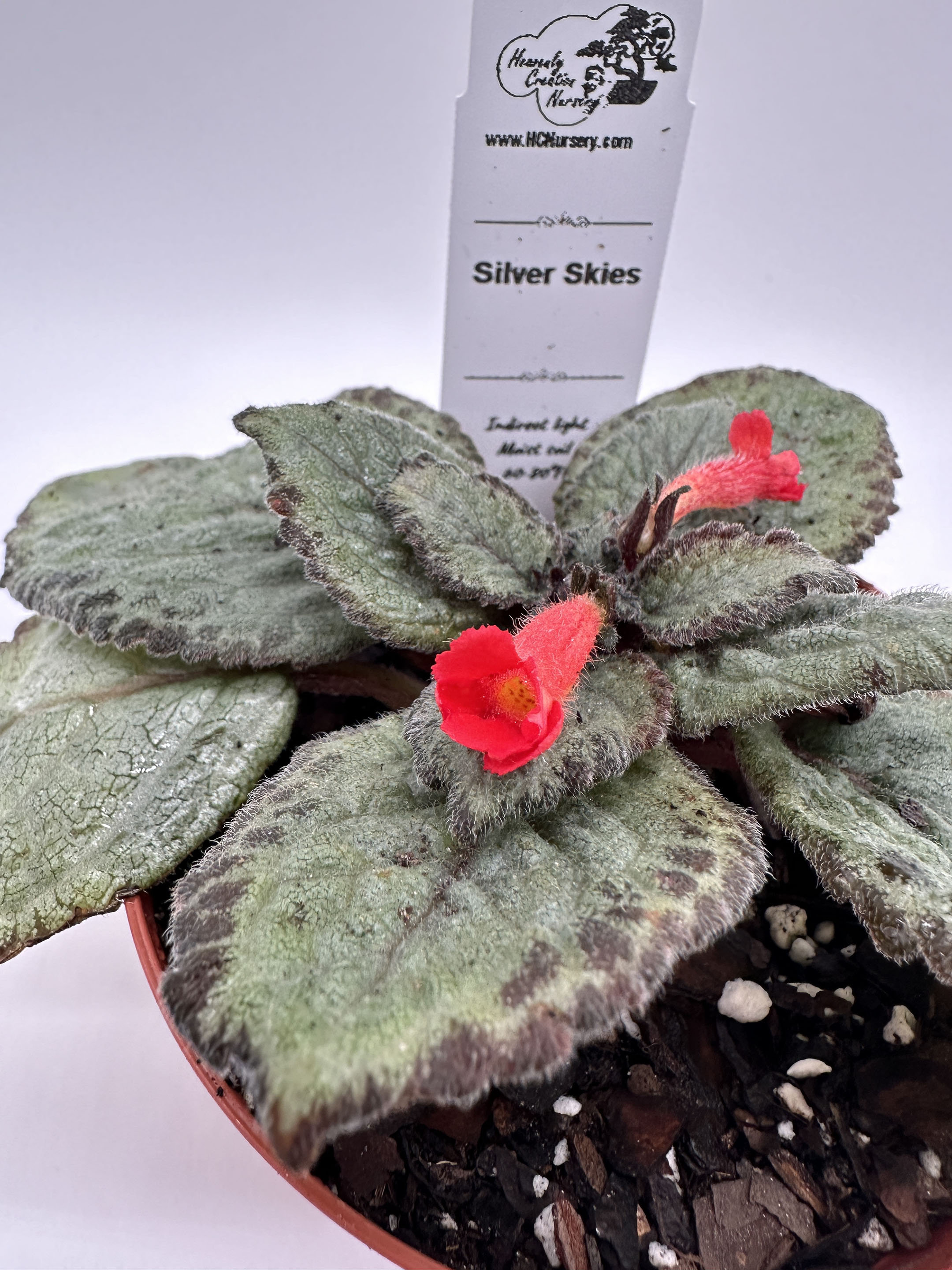 Silver Skies - Live Episcia 4