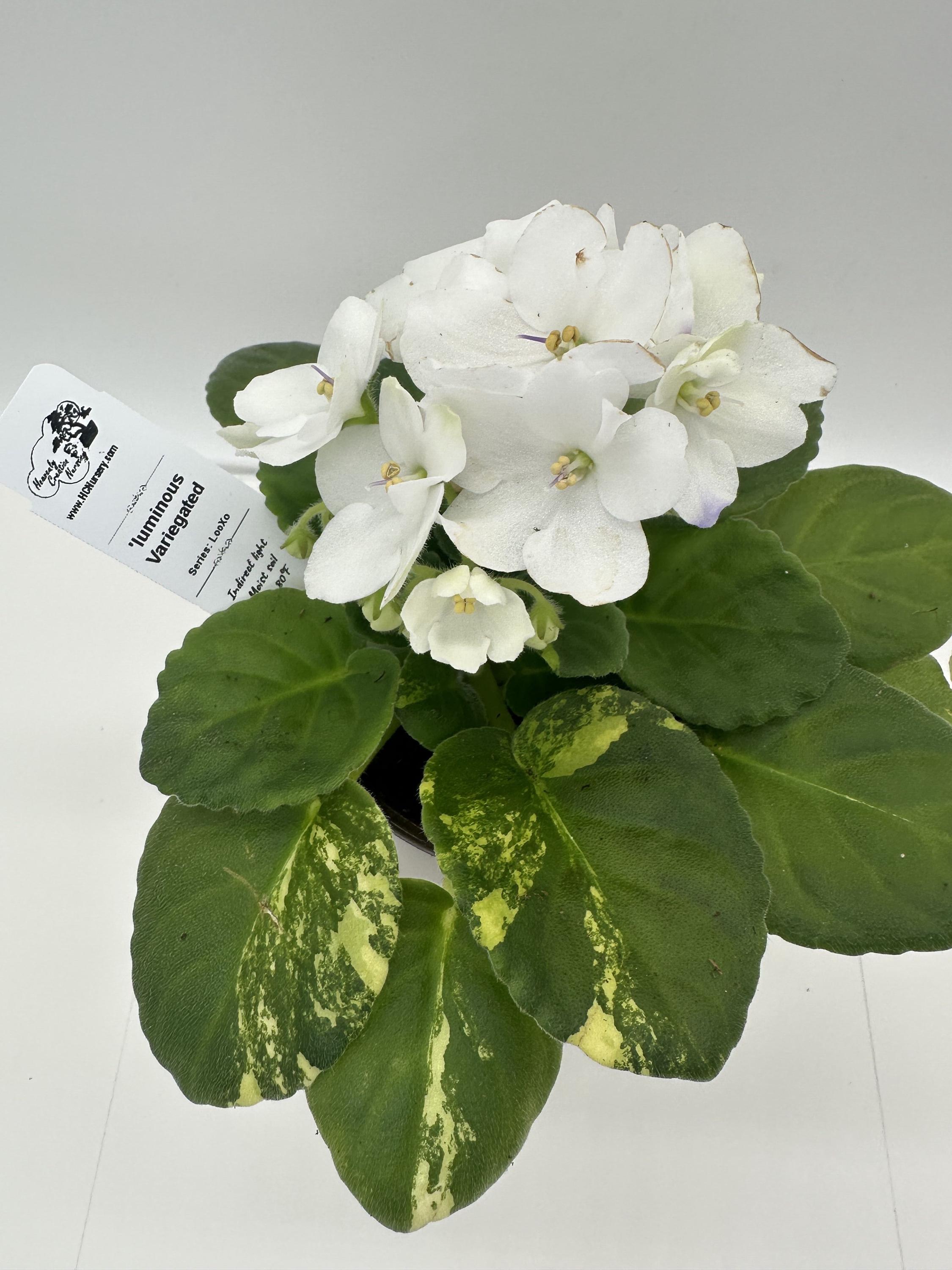 White Variegated African Violet - Etsy, image size:2250x3000