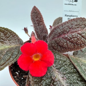May include: A red flowering plant with dark green leaves. The plant is labeled "Raspberry Blush" and is in a brown pot.