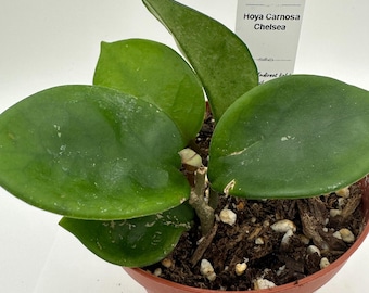 Carnosa Chelsea - Live Hoya 4"