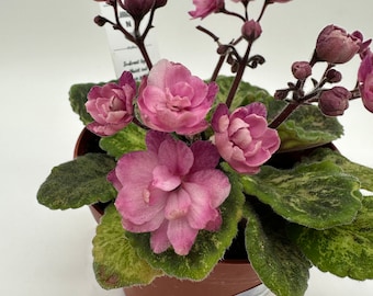 May include: A potted African violet plant with vibrant pink flowers and green leaves. The flowers are in full bloom, with multiple buds. The plant is in a brown plastic pot, set against a white background.