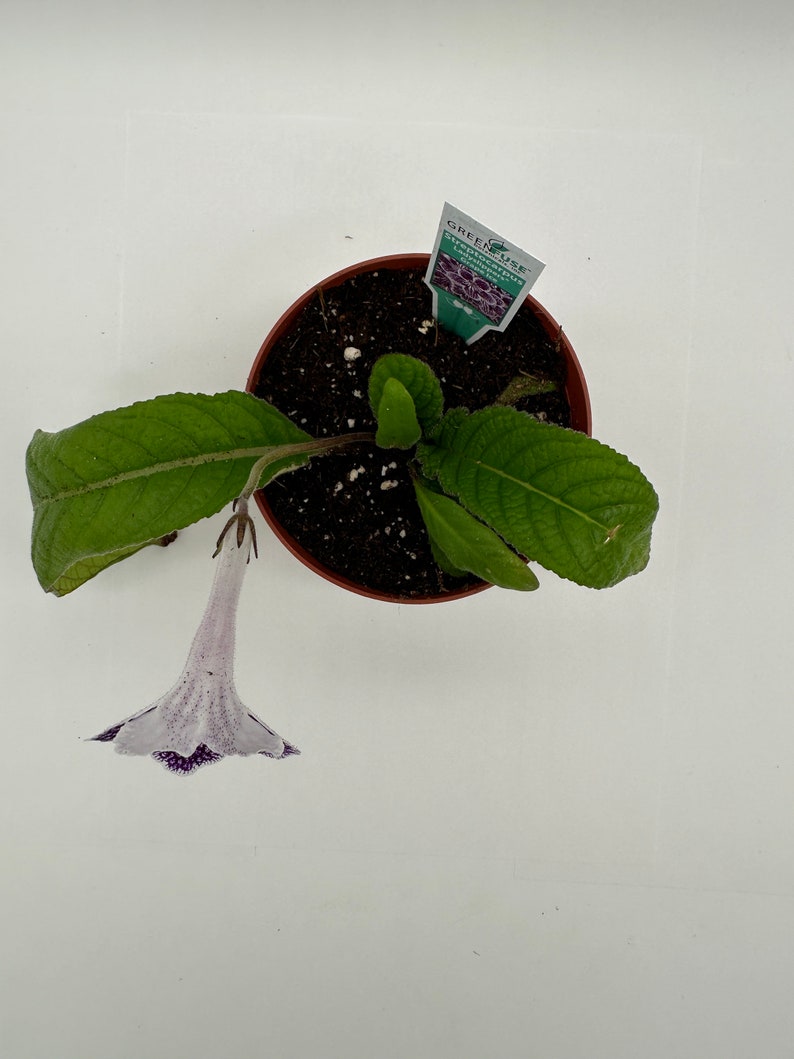 HCNursery Streptocarpus Ladyslipper - Thumbnail 4