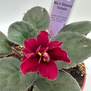 May include: A close-up of a red African violet plant with green leaves. The plant is in a brown pot and has a tag that reads "Ma's Stewed Tomato".