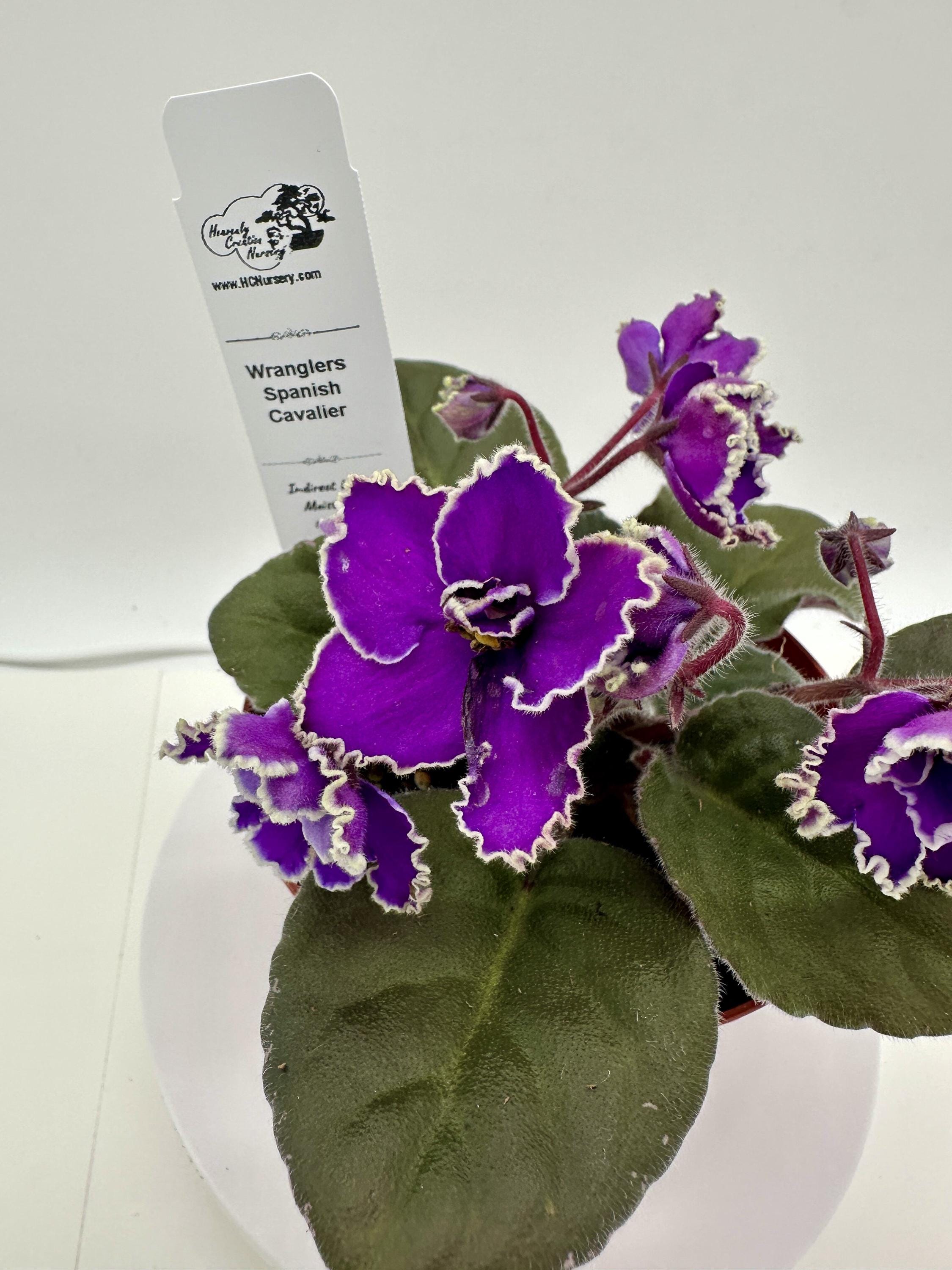 416★ガネーシャpurple モルタル雑貨　（お任せ植物付き） il_fullxfull.7588962198_p97z.jpg