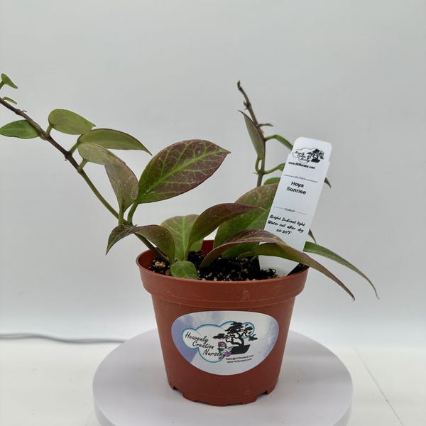 Sunrise - Live Hoya 4"