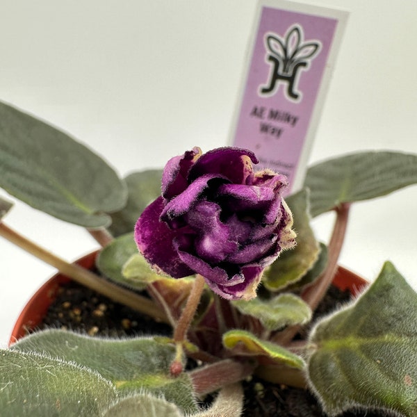 AE Milky Way - Live African Violet 4"