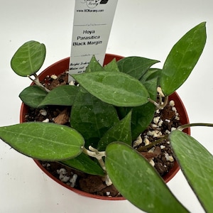 May include: A potted Hoya Parasitica Black Margin plant. The plant has vibrant green leaves with dark edges, and is in a brown plastic pot. A white tag with the plant's name and nursery information is inserted into the soil.
