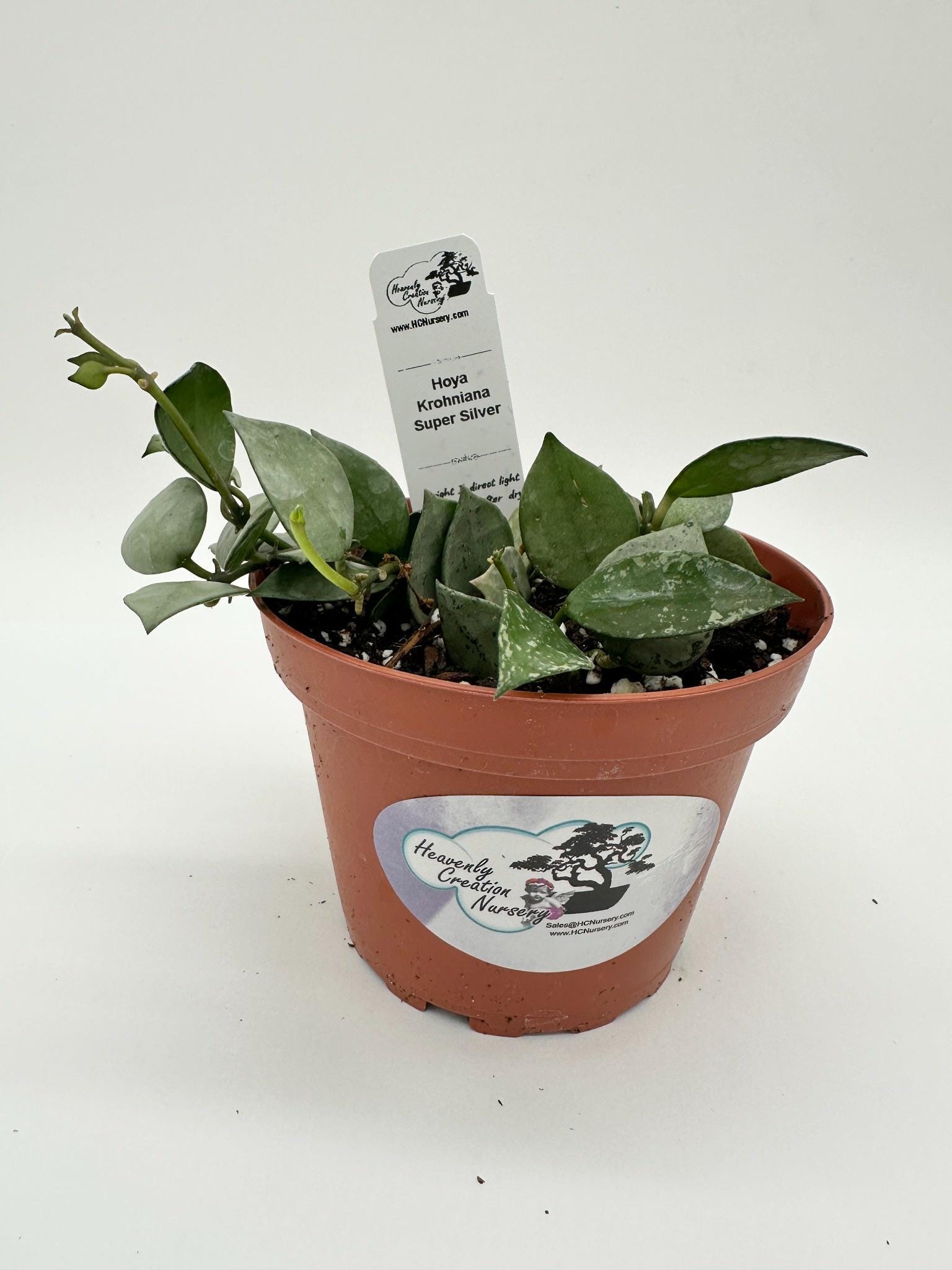 Krohniana Super Silver (arctic, Eskimo) - Live Hoya 4