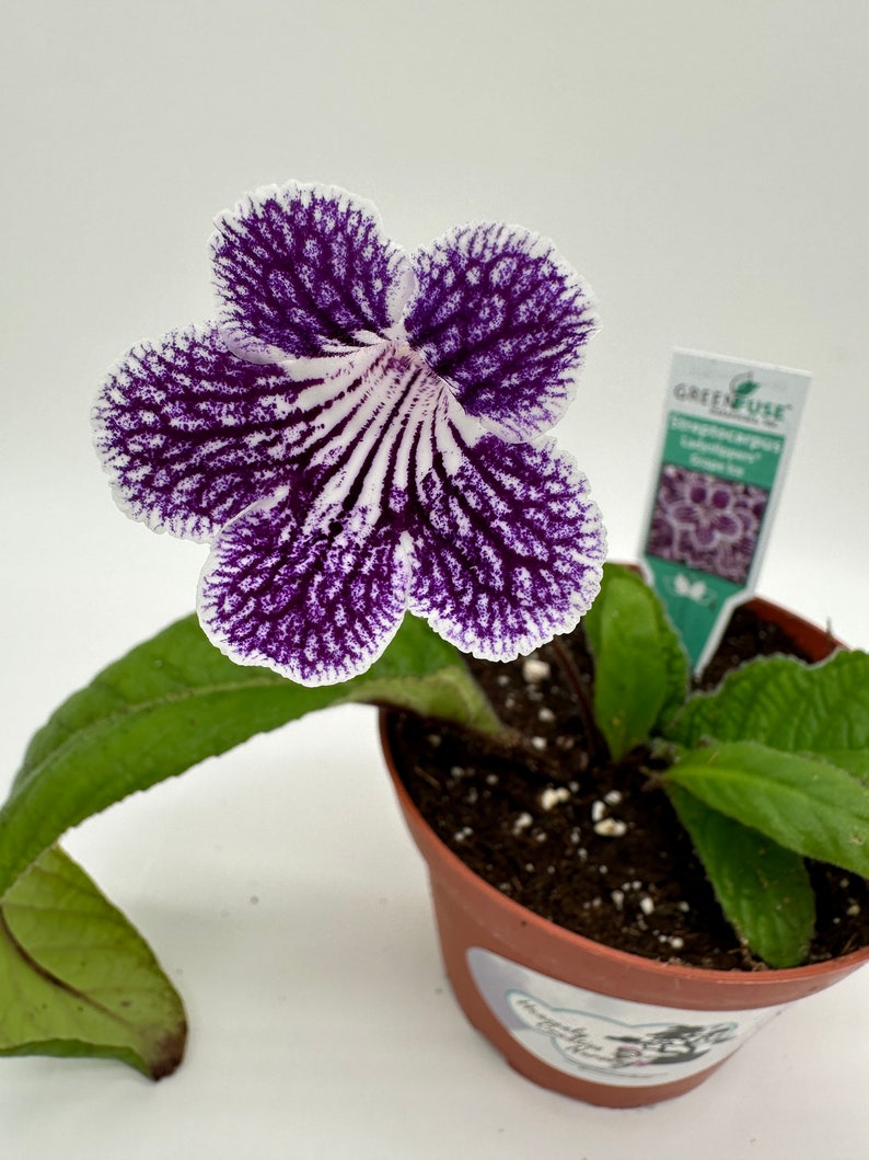 HCNursery Streptocarpus Ladyslipper - Thumbnail 2