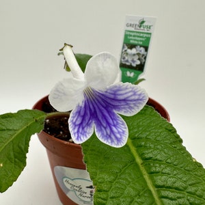 May include: A small potted plant with a single white and purple flower. The plant has green leaves and is labeled "Streptocarpus Ladylipstick White Ice".
