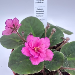 Cajun&#39;s Beautiful Oblivion Pink Hybrid - Live African Violet 4&quot;