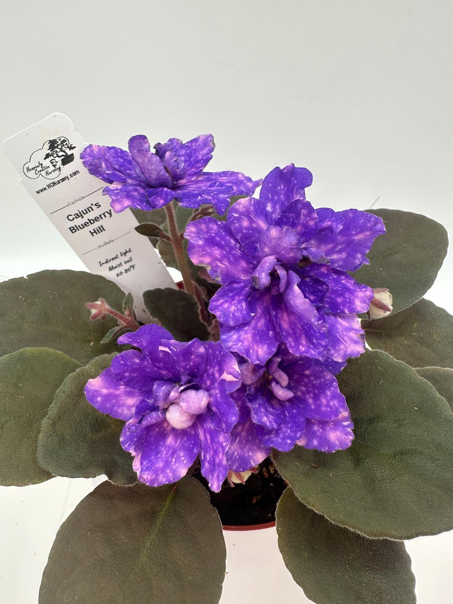 Cajun's Blueberry Hill - Live African Violet 4