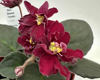 Rare Russian African Violet 'EK Cherry Blizzard' | Red Burgundy