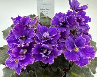 EverBeautiful - Live African Violet 4" - Series: Everfloris