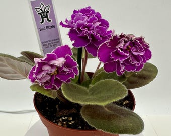 Midnight Twist African Violet Starter Plant (ALL PLANTS Require