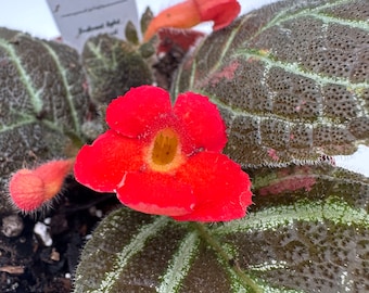 Silver Dust - Live Episcia 4"