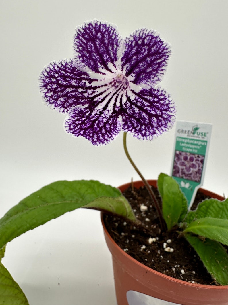 HCNursery Streptocarpus Ladyslipper - Thumbnail 3