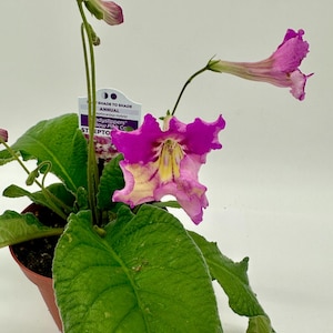 Yellow Pink Cap Streptocarpus Ladyslipper (Cape Primrose) Live Plant in 4&quot; nursery pot