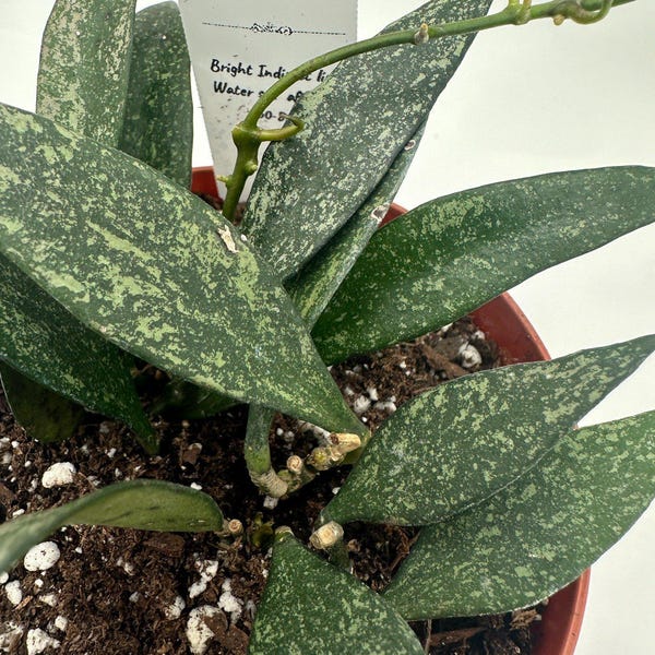 Parviflora Splash - Live Hoya 4"