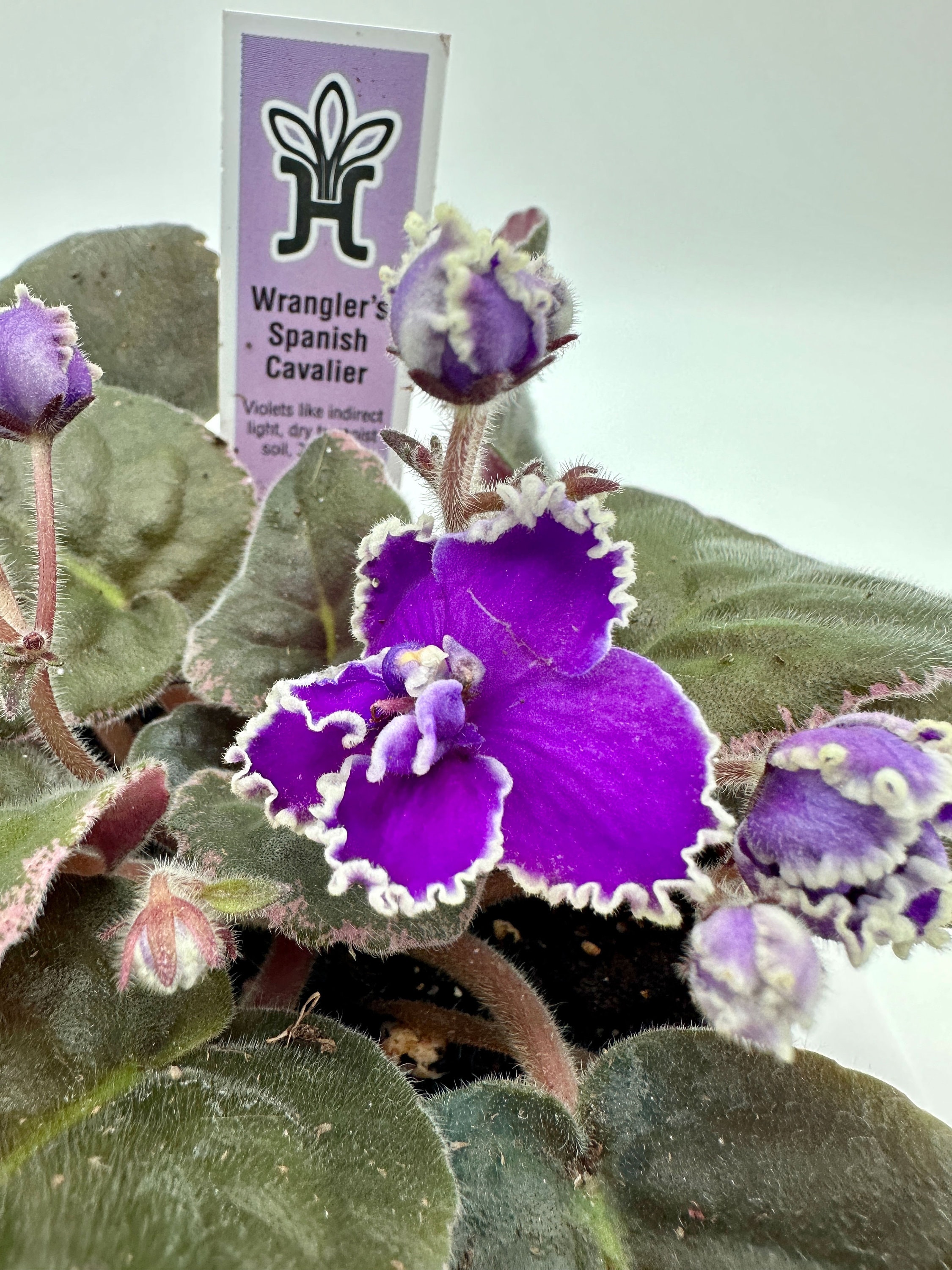 JFlowers (ジェイフラワー)　プレイキュー　ラジアル JFlowers (ジェイフラワー) プレイキュー ラジアル BD〉あの『J