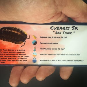 May include: A card with information about the Red Tiger Isopod, a skittish, nocturnal species. The average size is 0.70 inches (1.8 cm). The card includes details on temperature, moisture, and air humidity requirements.